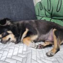 멍냥펫살롱 이미지