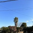 아끈두베 이미지