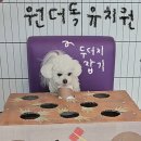 원더독 네이버블로그