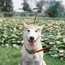 웃는강아지 이미지