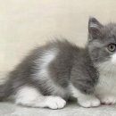 대전 고양이분양 퍼스트캣 대전점 이미지