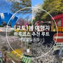열차와 하루 | [교토]교토 벚꽃여행 필수코스 도롯코열차 후기｜아라시야마·텐류지 하루 코스 추천