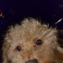 메로나PC 이미지