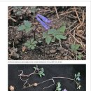 백운현호색﻿ Corydalis baekunnensis Y.N.Lee(양귀비과 현호색속) 이미지