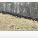 알콩달콩 흑염소 농장 이미지