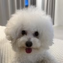 스타일미용실 - 장흥군 동교1길 29-1 | [광주 서구 쌍촌동] 광주 애견 미용실 ‘크리스타일’ 비숑 미용 후기