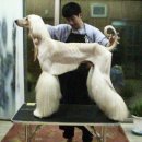 그루밍펫 이미지