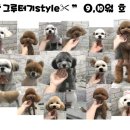 그루터기동물병원 네이버블로그