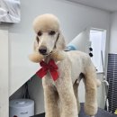 붕가붕가샵 | 순한 대형견 미용이 가능한 붕가붕가 애견미용실 / 스탠다드 푸들 미용 후기 보여드립니다
