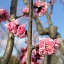 동삼희망(주) | 3/22 현재 부산 벚꽃 개화 현황 + 부산벚꽃스팟 정리