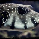 복덩어리 이미지