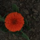 문화초등학교 이미지