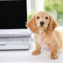 행복한강아지 이미지