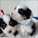 아담스펫 강아지분양 고양이분양 인천본점 이미지