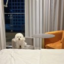 하운드호텔거북섬점 이미지