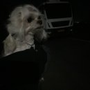 당진종합 동물병원 이미지