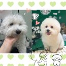 쮸니짱 펫살롱 | 시흥 장곡동 애견미용실 스트레스 없는 미용 후기