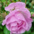 장미의 집 이미지