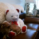 릴리(Lily) 이미지