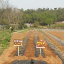 에스케이농장 이미지