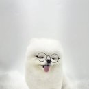 나라라펫 이미지