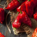 중부-현장-중부-1829 | 고추이야기