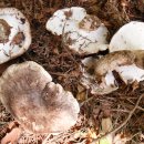 흰굴뚝버섯(굽두더기,굽더덕,꿀돼지버섯) 이미지