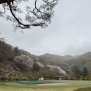 감이로 | 아마 서울에서 가장 가까운 구장인듯한 캐슬렉스GC 벚꽃라운딩, 끝나고 무조건 천년소나무 가서 마무리!!