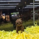 멍멍이냥 강아지분양 이미지