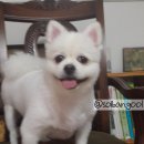 퍼니펫 동물병원 이미지