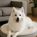 하얀강아지 이미지