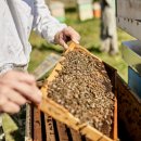 야생양봉원 이미지