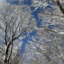 하얀기쁨 이미지