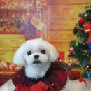 아띠그루밍 이미지