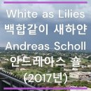 white as lilies 이미지