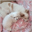 한강펫케어센터 | 양천구노령견케어 꼬마네 펫 데이케어센터 후기: 우리 강아지의 두 번째 집