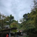 초리포레스트