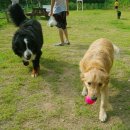 도그마실 이미지