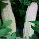 여주-0733 이미지