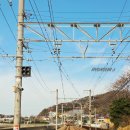 신지 | 마쓰야마 아이와 자유여행 후기 미깡파크 바이신지역 가는 법