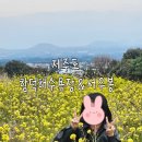 꽃 | 제주도 가볼 만한 곳 함덕해수욕장 서우봉 유채꽃 후기
