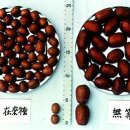 고례대추농원