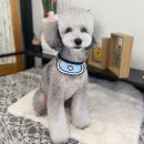 Dog.(독점) 네이버블로그