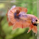 레드플라워(RED FLOWER) 이미지