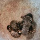 고양이 쉼터 이미지