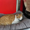 백억축산 이미지