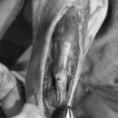 그랜드24시동물병원 이미지