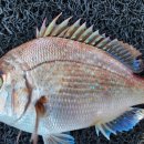 상사리(상) 이미지