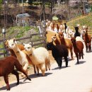 민아목장 이미지