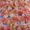 홍가네생고기전문점 이미지